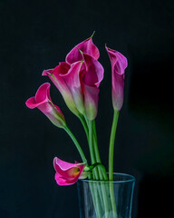 Bright pink calla lilies on dark background