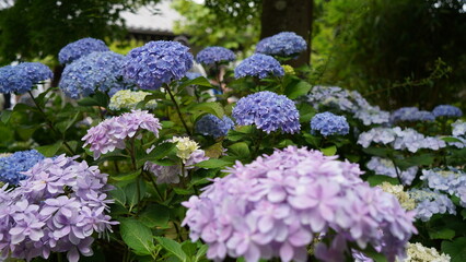 Obraz premium 紫陽花