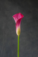 Bright pink calla lilies