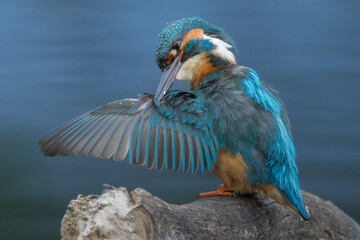 Eisvogel auf dem Ast