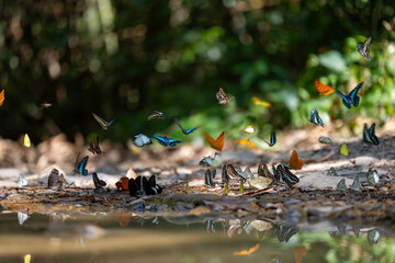 Swarm of adult male butterflies sapping on salt and mineral which also call mud puddling phenomenon...