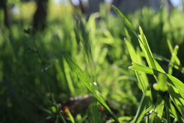Nature Green Grass background, sunny summer time, countryside area