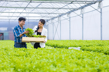 Asian local farmers growing their own green oak salad lettuce in the greenhouse and selling with his young business partner for local organics produce concept
