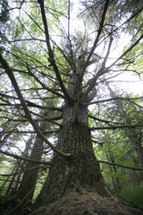 Tree in Forest, the tree at the center of the forest connecting all 