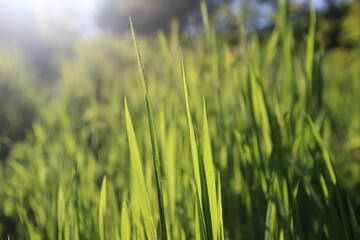 Nature Green Grass background, sunny summer time, countryside area