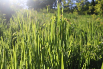 Nature Green Grass background, sunny summer time, countryside area