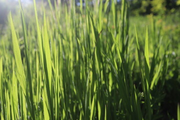 Nature Green Grass background, sunny summer time, countryside area