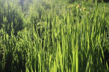 Nature Green Grass background, sunny summer time, countryside area