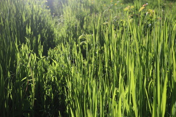 Nature Green Grass background, sunny summer time, countryside area