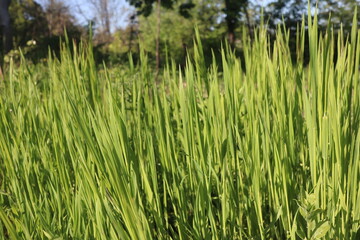 Nature Green Grass background, sunny summer time, countryside area