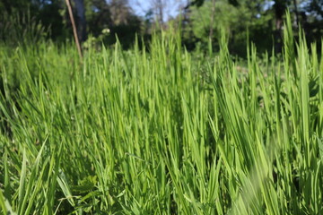 Nature Green Grass background, sunny summer time, countryside area
