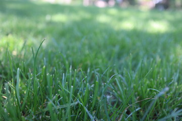 Nature Green Grass background, sunny summer time, countryside area