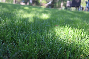 Nature Green Grass background, sunny summer time, countryside area