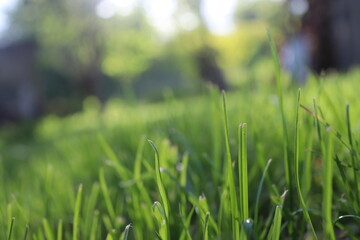 Nature Green Grass background, sunny summer time, countryside area