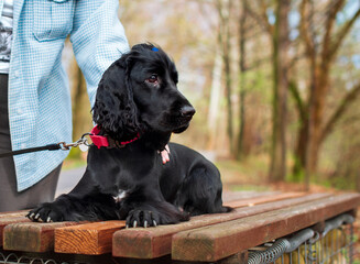 A dog of the English cocker spaniel breed lies on a park bench. The owner is standing next to him...