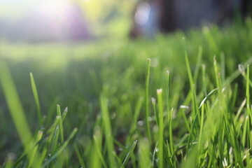 Nature Green Grass background, sunny summer time, countryside area