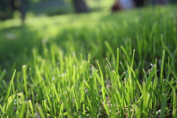 Nature Green Grass background, sunny summer time, countryside area