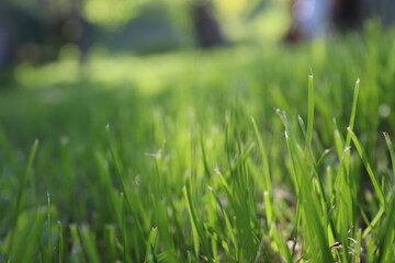 Nature Green Grass background, sunny summer time, countryside area