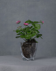 A blooming strawberry bush with roots in glass
