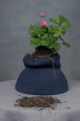 A blooming strawberry bush with roots