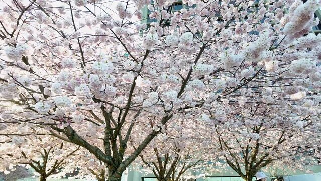 Breathtaking Cherry Blossoms Canopy in Full Bloom