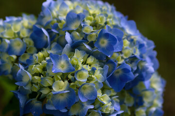 blue hydrangea flower