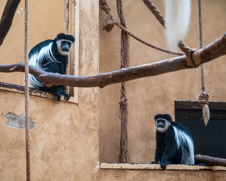 Two Roloway monkeys sit on ledge on the wall of the house.