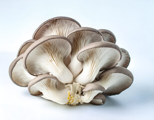 oyster mushrooms on a white background - obrazy, fototapety, plakaty