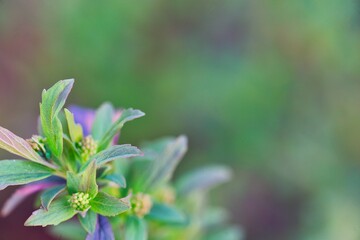 小手毬のつぼみ