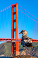 Juvenile Seagull sitting on a rusty bollard on “Torpedo wharf“ in Crissy Field, San Francisco (USA) on a clear sunny morning. Red structure of famous Golden Gate bridge blurred in the background.