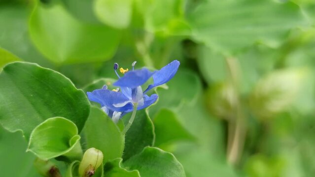Commelina diffusa