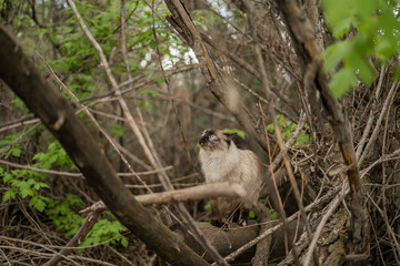 Adventure Cat Siamese Ragdoll Out During Springtime Exploring Climbing