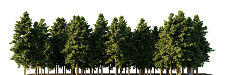 Trees forest on a transparent background