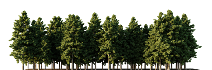 Trees forest on a transparent background