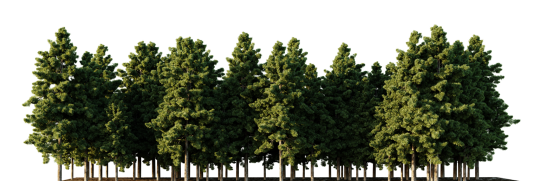 Trees forest on a transparent background