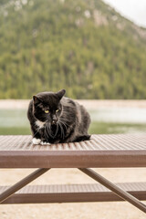 A Big Giant Black Cat on the Picnic Table at the Lake