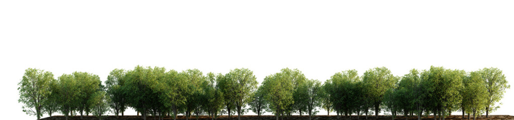 Trees forest on a transparent background