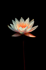 A vivid pink Water Lily or Lotus Flower showcasing its petals and striking yellow stamens against dark background