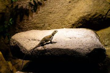 A shallow focus shot of lizard sitting on a big stone in bright sunlight with blurred background. A lizard sits on a rock and basks in the sun