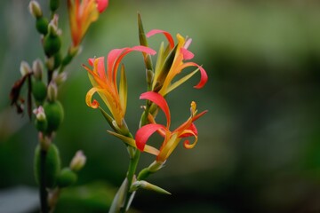 Close up photo of Canna paniculata on green blurry background. Madeira, Portugal. 