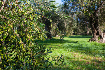 Fototapeta premium Olives on tree branch in olive groove