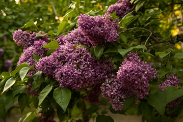 Obraz premium lilac aroma flowers in a botanical garden on sunny spring day 