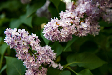Fototapeta premium lilac aroma flowers in a botanical garden on sunny spring day