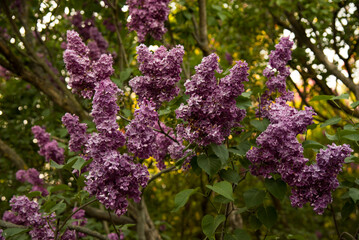 lilac aroma flowers in a botanical garden on sunny spring day	