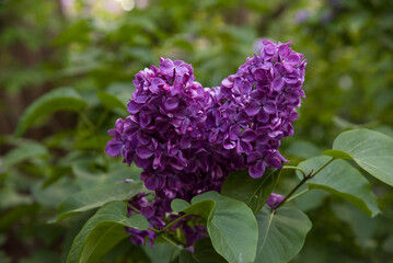 lilac aroma flowers in a botanical garden on sunny spring day	