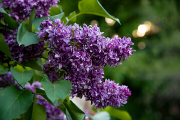 Obraz premium lilac aroma flowers in a botanical garden on sunny spring day 