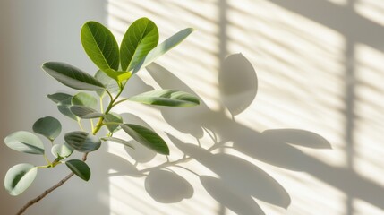 A leafy plant casts a shadow on a white wall. The shadow is long and thin, stretching across the wall. The plant is small and he is a type of fern. The scene is peaceful and calming