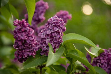 Fototapeta premium lilac aroma flowers in a botanical garden on sunny spring day