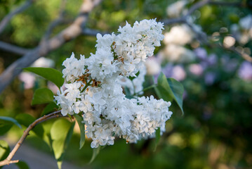 lilac aroma flowers in a botanical garden on sunny spring day