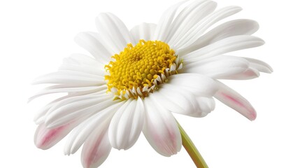Beautiful white Daisy (Marguerite) with a little pink, isolated on white background, including clipping path,beautiful bellis perennis flower isolated on white background,Macro shot of white daisy 
 
